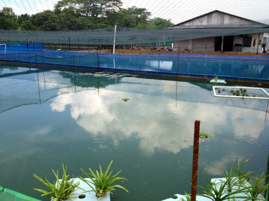 Marugen Arowana Mud Pond