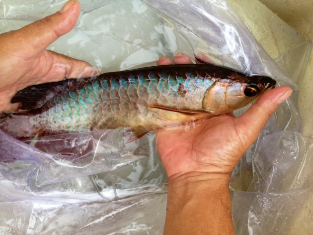 Juvenile Blue Base Cross Back Golden Arowana preparing for packing
