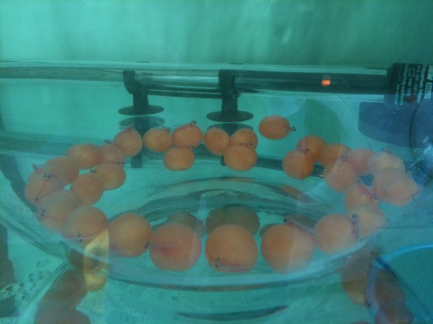 Aqua Gold Crossback Arowana Eggs @ 2 weeks old Product of Marugen Arowana Breeding Farm