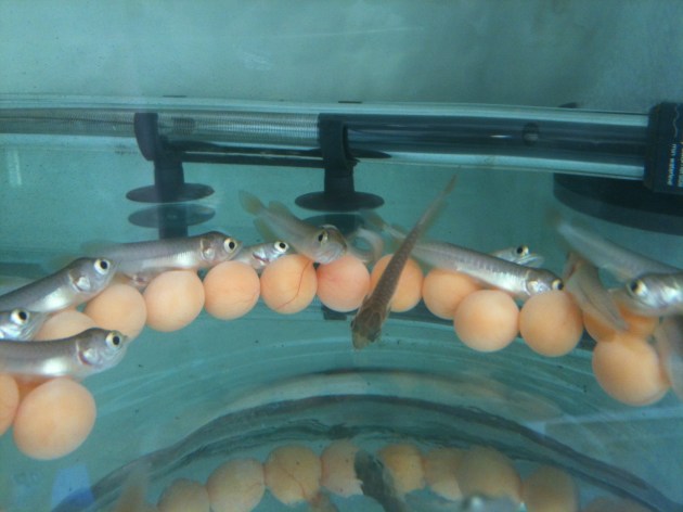 Aqua Gold Crossback Arowana Eggs @ 1.5 months old Product of Marugen Arowana Breeding Farm