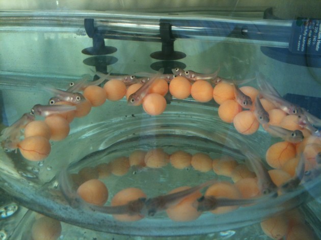 Aqua Gold Crossback Arowana fries @ 1 month old Product of Marugen Arowana Breeding Farm