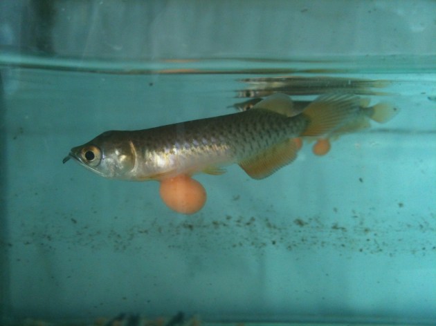 Aqua Gold Crossback Arowana Eggs @ less than 2 months old Product of Marugen Arowana Breeding Farm