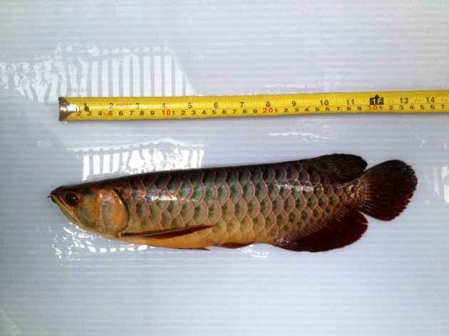 Aqua Gold Crossback Golden Arowana For Sale Undergoing measurement Product of Marugen Arowana Breeding Farm