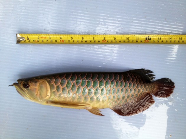 Aqua Gold Crossback Golden Arowana For Sale Undergoing measurement @ 37cm Product of Marugen Arowana Breeding Farm