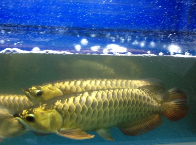 Aqua Gold Crossback Golden Arowana Product of Marugen Arowana Breeding Farm