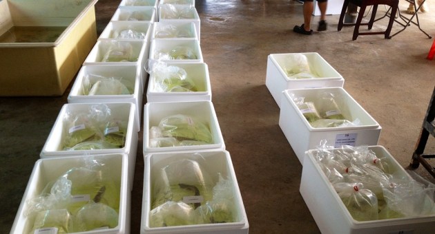 Aqua Gold Arowana packing for export shipment 