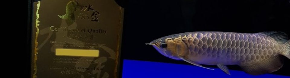 Marugen Arowana Farm Singapore