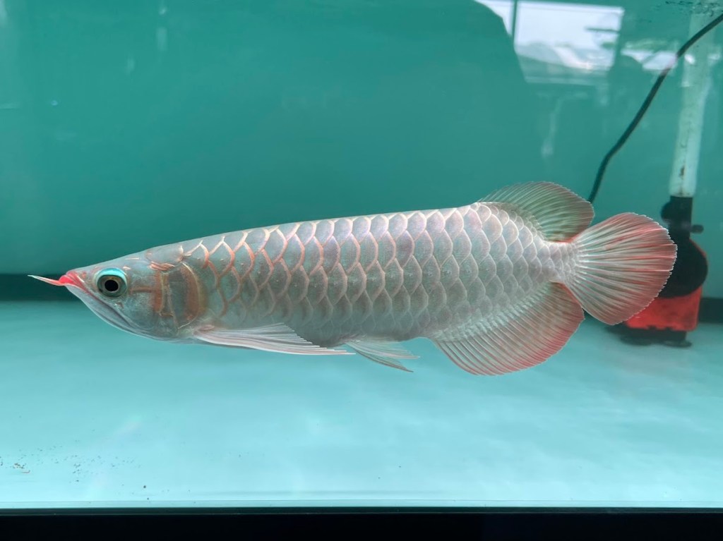 Young Super Red Arowana